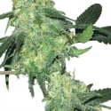 Skunk Classic Feminised Cannabis Seeds