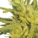 Original Haze Regular Cannabis Seeds