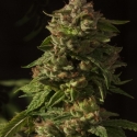 Fallen Angel Regular Cannabis Seeds | Devil’s Harvest Seeds