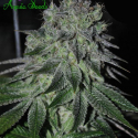 Fast Caramelic Feminised Cannabis Seeds - Anesia Seeds