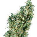 First Lady Regular Cannabis Seeds | Sensi Seeds 