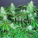 Bubble Hash Feminised Cannabis Seeds