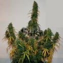 Formula One Auto Feminised Cannabis Seeds