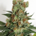 Fuel OG Regular Cannabis Seeds | Ripper Seeds