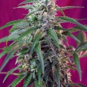 Green Poison Auto Feminised Cannabis Seeds | Sweet Seeds