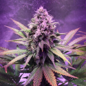 Glue Dream Feminised Cannabis Seeds  | Top Shelf Elite