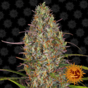 Glue Gelato Auto Feminised Cannabis Seeds | Barney's Farm