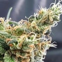 Glueberry Feminised Cannabis Seeds | Expert Seeds