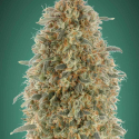 Gorilla Blue Feminised Cannabis Seeds | Advanced Seeds 