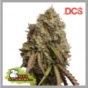 Gorilla Cookies Feminised Seeds | Seed Stockers