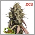 Gorilla Cookies Auto Feminised Seeds | Seed Stockers