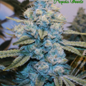 Gorilla Glue #4 Feminised Cannabis Seeds - Anesia Seeds