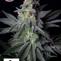 Gorilla Glue Feminised Cannabis Seeds | Kera Seeds