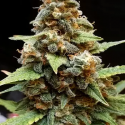 Gorilla Lemon Fire Feminised Cannabis Seeds | Cream Of The Crop