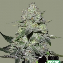 Gorilla Bomb Feminised Cannabis Seeds | Bomb Seeds 