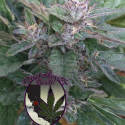 Grandaddy OG Regular Cannabis Seeds | Purple Caper Seeds