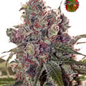 Grapefruit Feminised Cannabis Seeds | Positronics