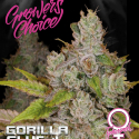 Monkey Glue Feminised Cannabis Seeds - Growers Choice