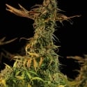 Blueberry Headband Feminised Cannabis Seeds | Humbolt Seeds Organisation