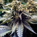 Chocolate Mint OG 2.0 Feminised Cannabis Seeds | Humbolt Seeds Organisation