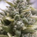 OG Kush Auto Feminised Cannabis Seeds | Humboldt Seed Organisation