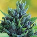 Humboldt Dream Auto Feminised Cannabis Seeds - Humboldt Seed Company.