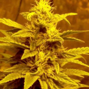 Escaped Regular Cannabis Seeds | Hazeman Seeds