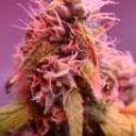 G-High Regular Cannabis Seeds | Hazeman Seeds