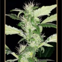 Heisenberg Special Auto Feminised Cannabis Seeds