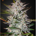 Holy Punch Feminised Cannabis Seeds | Greenhouse Seeds