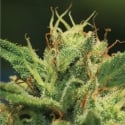 Humboldt Sour Diesel Feminised Cannabis Seeds - Humboldt Seed Company