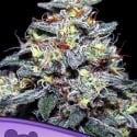 Hyper Glue Feminised Cannabis Seeds - Anesia Seeds