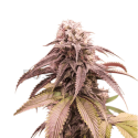 Strawberry Cookies Feminised Cannabis Seeds - Super Sativa Seed Club