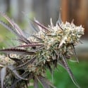 Ice Cream Cake Fast Feminised Cannabis Seeds | Humboldt Seeds Organisation