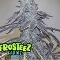 Gusherz Feminised Cannabis Seeds - Frosteez Farmz