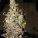 Zkittles Feminised Cannabis Seeds - BSB Genetics