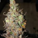 Strawberry Banana Feminised Cannabis Seeds - BSB Genetics