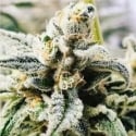 Apricot Papaya Feminised Cannabis Seeds - Humboldt Seed Company