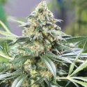 Farmer's Daughter Feminised Cannabis Seeds - Humboldt Seed Company