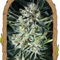 Jelly Bananen Feminised Cannabis Seeds | Exotic Seeds