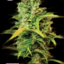 Venice Beach Afghan Feminised Cannabis Seeds | Kera Seeds