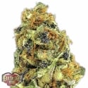 K.O. Kush Feminised Cannabis Seeds | Heavyweight Seeds