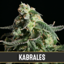 Kabrales Automatic Feminised Cannabis Seeds | Blim Burn Seeds