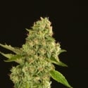 Kuchi Regular Cannabis Seeds | Devil’s Harvest Seeds