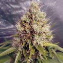 Kush Mass Auto Feminised Cannabis Seeds | Garden of Green