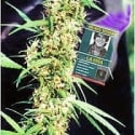 La Nina Regular Cannabis Seeds | Mr Nice Seeds