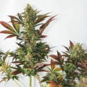 Larry's Lemon OG Feminised Cannabis Seeds | Garden of Green