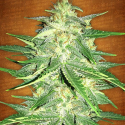 Lemon AK-47 Auto Feminised Cannabis Seeds | Fast Buds