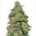 Lemon Cake Feminised Cannabis Seeds (Formerly Lemon Cheesecake) | Heavyweight Seeds