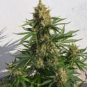 Lemon Haze Auto Feminised Cannabis Seeds | Expert Seeds